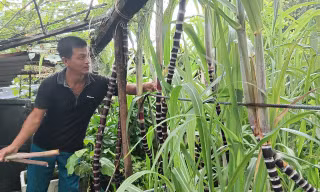 Dưa hấu ở đảo Đá Tây A chuẩn bị được thu hoạch 