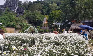 Phía bên ngoài khu di tích Động Tiên Sơn được doanh nghiệp đầu tư trồng hoa 