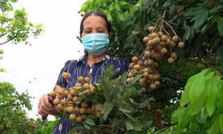 Nông dân ở Sơn La tỏ ra lo lắng trước việc nhãn đến vụ thu hoạch nhưng bí đầu ra Ảnh: PV 