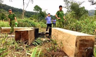 Trong 5 năm, Gia Lai mất gần 10.000 ha rừng Ảnh: Công an cung cấp