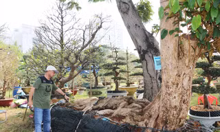 Cây vú sữa dáng nàng tiên cá được ra giá 350 triệu đồng tại chợ hoa xuân Phú Mỹ Hưng. Ảnh: Hữu Huy