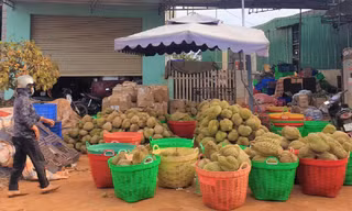 Một vựa thu mua sầu riêng tại huyện Krông Pắc Ảnh: Huỳnh Thủy