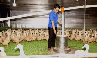 Anh Nguyễn Đức Thành thành công với mô hình chăn nuôi vịt 