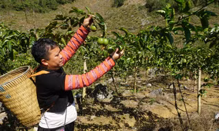 Người dân tộc ở huyện Mộc Châu (Sơn La) chuyển đổi cây lương thực kém hiệu quả sang trồng cây chanh leo cho hiệu quả kinh tế cao 