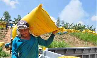 Nông dân ĐBSCL đang chờ đợi việc hỗ trợ để sớm thu hoạch vụ lúa hè – thu 