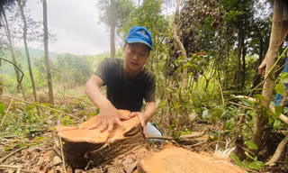 Nhiều cây gỗ lớn bị đốn hạ để nhường đất trồng keo 