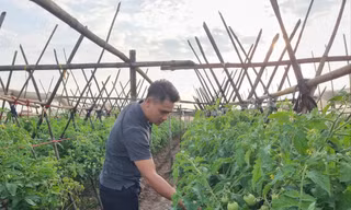 Tạ Duy Cường kiểm tra chất lượng rau trên cánh đồng tổ 17, phường Đồng Mai
