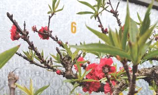 Người cựu binh và vườn đào Thất Thốn 