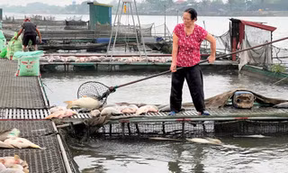 Người dân Hải Dương vớt cá nuôi lồng chết hàng loạt 