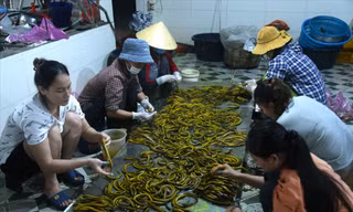 Công nhân sơ chế lươn 