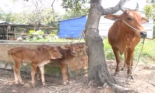 Hai con bê sinh đôi.