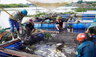 Cá chết trắng lồng ở Thạch Sơn, Thạc Hà, Hà Tĩnh