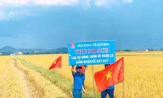 Cánh đồng lúa vàng ươm của tuổi trẻ xã Văn Sơn (huyện Đô Lương, Nghệ An) 