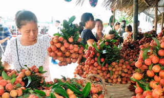 Hơn 2,6 triệu tấn trái cây sắp đến vụ thu hoạch 