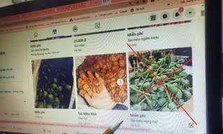 Cây thuốc phiện (anh túc) được rao bán công khai trên mạng xã hội dưới tên gọi là “táo mèo” (Ảnh chụp màn hình) 