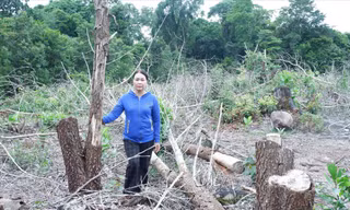 Hơn 10ha keo trồng của người dân thuộc huyện Đông Giang (Quảng Nam) đã bị lực lượng chức năng chặt bỏ Ảnh: Nguyễn Thành 