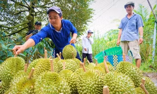Quy trình sản xuất thiếu tiêu chuẩn khiến sản phẩm có nguy cơ mất cơ hội xuất khẩu 