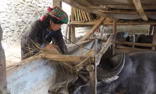 Bà con nuôi nhốt trâu, bò trong chuồng khi thời tiết rét đậm, rét hại