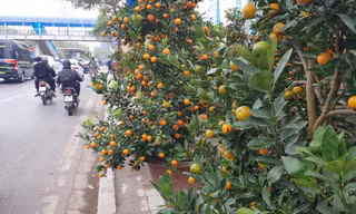 Vỉa hè nhiều tuyến phố được vẽ vạch, chia ô để cho thuê bán hoa, cây cảnh 