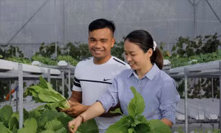Chị Trang và chồng là anh Nguyễn Quốc Tuấn chăm sóc kỹ càng cho từng luống rau sạchảnh: Thu Loan 