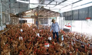 Quy mô trang trại gà Tiên Yên của chàng kỹ sư CNTT Nguyễn Việt Phương hiện có 5 nghìn con