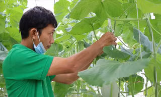 Nông nghiệp công nghệ cao lên phố núi