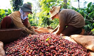 Giá cà phê tăng kỷ lục khiến DN xuất khẩu lo hơn mừng
