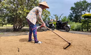 Đề nghị điều tra những bất thường trong đấu thầu mua lúa giống, phân bón tại Cà Mau