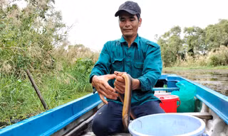 Theo 'thợ săn' sản vật vào rừng U Minh Hạ 