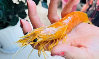 Nông dân ở Cà Mau phát hiện con tôm sú vàng độc lạ