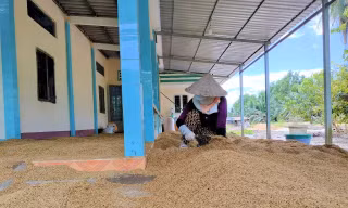 Cà Mau hỏa tốc 'giải cứu' hàng nghìn tấn lúa ngon nhất thế giới 
