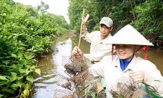 Săn chù ụ 'mặt ngầu' trong rừng ngập mặn kiếm nửa triệu mỗi ngày