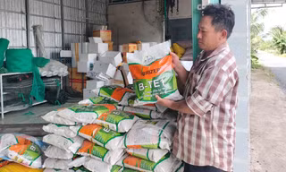 Nông dân 'ngậm trái đắng' vì mua phải lúa giống giả nhãn hiệu