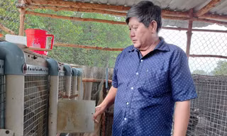 Nông dân Đất Mũi khổ sở sống chung với ‘chồn tặc’