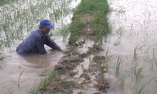 Hơn 4.600ha lúa ở Cà Mau bị ngập do mưa lớn