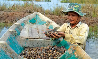Hiệu quả từ mô hình nuôi sò huyết dưới tán rừng ở Kiên Giang 