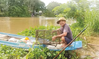 Loại hình sinh kế hiệu quả thích ứng với mùa lũ đầu nguồn tại An Giang 