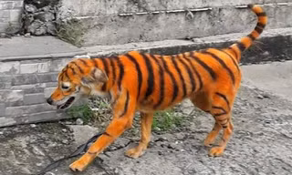 chó