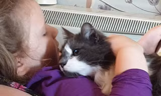 mèo