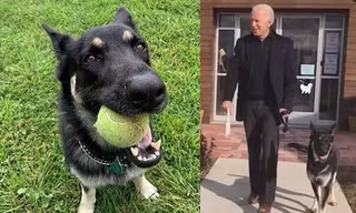 Chó cưng của ông Joe Biden đăng “tâm thư” xin lỗi vì khiến ông bị thương, ai cũng bật cười