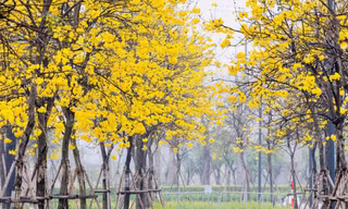 Hoa phong linh nở vàng rực rỡ, khoe sắc trong tiết trời mùa Xuân