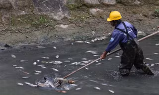 Sáng 27/2, nhân viên Công ty Công ty Thoát nước và Xử lý nước thải TP Đà Nẵng vớt vài chục kg cá chết.