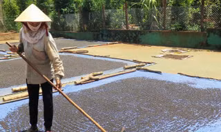 Người dân Bình Phước thu hoạch tiêu