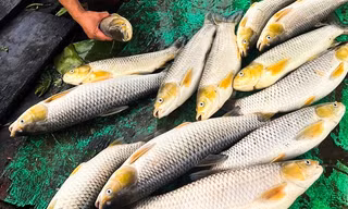 Cá bè nuôi trên sông Đồng Nai chết hàng loạt