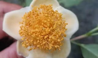 Phát hiện trà mi hoa vàng quý hiếm ở Ninh Thuận
