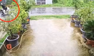 Cây phượng ngã đổ làm đứt dây điện, khiến 2 người bị điện giật tử vong