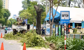 Chủ tịch UBND TPHCM truy trách nhiệm vụ 17 cây lim xẹt bị xâm hại ở quận 1