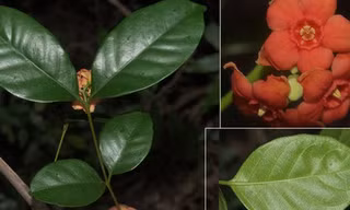 Phát hiện 3 loài cây quý hiếm ở Vườn Quốc gia Núi Chúa