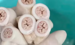 Kiểm tra, lấy mẫu tại cơ sở của chuỗi quán ăn có lòng xe điếu dài 40m ở TPHCM 