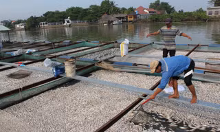 Cá bè chết hàng loạt, tiền tỷ trôi sông 